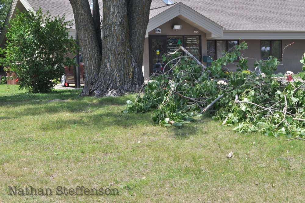 day after storm tree branches day after storm tree branches