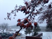 ice on crabapple tree brainerd