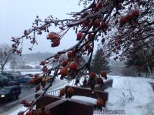 ice on crabapple tree brainerd