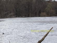 Mississippi River flowing into boom lake