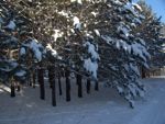 snow on trees planted by students Kathio
