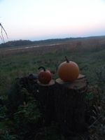 pumpkins near lake Onamia